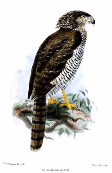 Ilustrasi Eutriorchis astur