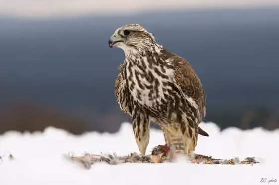 Dokumentasi Falco cherrug