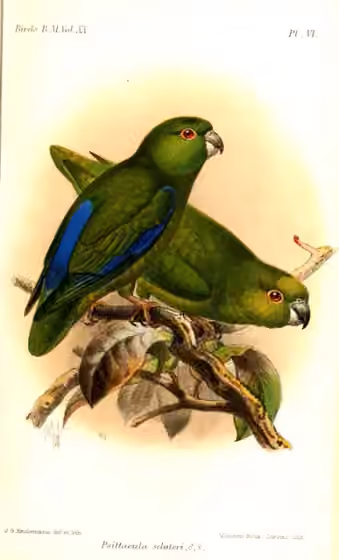 Ilustrasi Forpus modestus