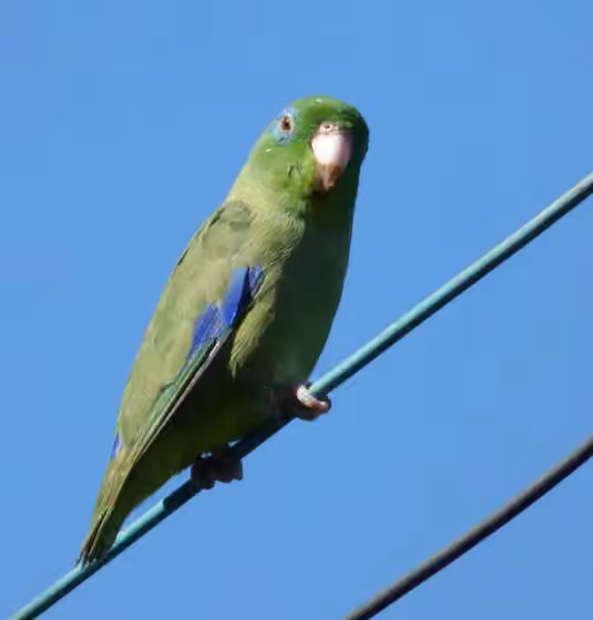 Dokumentasi Forpus conspicillatus
