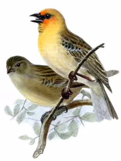 Ilustrasi Foudia flavicans