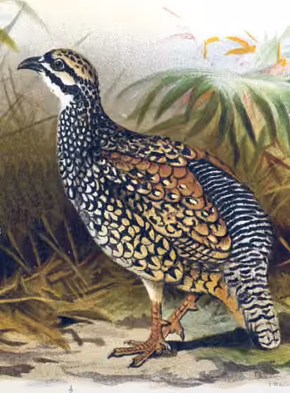 Ilustrasi Francolinus pintadeanus