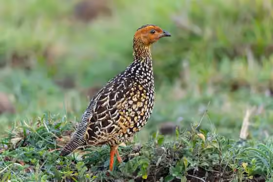 Dokumentasi Francolinus pictus