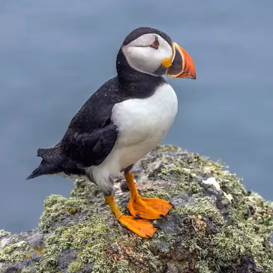 Dokumentasi Fratercula arctica