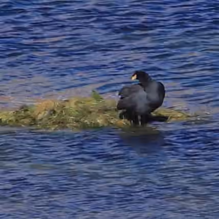 Dokumentasi Fulica cornuta