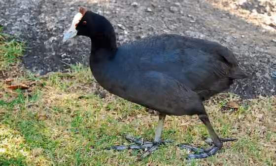 Dokumentasi Fulica cristata