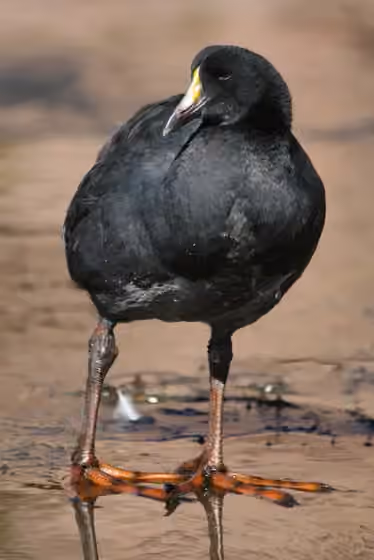 Dokumentasi Fulica gigantea