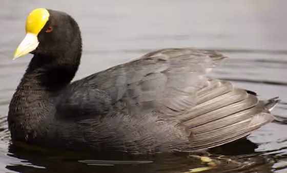 Dokumentasi Fulica leucoptera