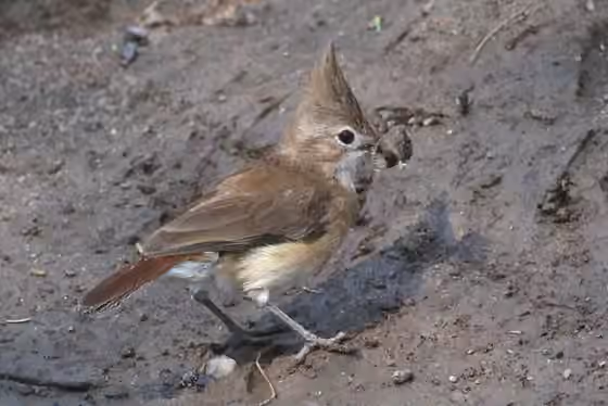 Dokumentasi Furnarius cristatus