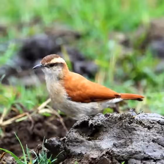 Dokumentasi Furnarius figulus