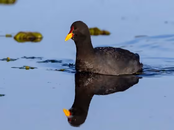Dokumentasi Fulica rufifrons
