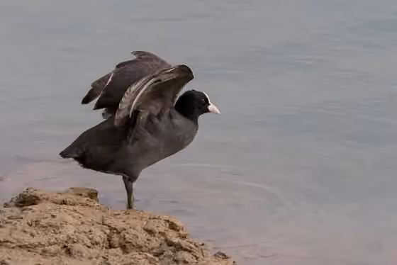 Dokumentasi Fulica atra