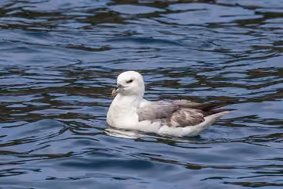 Dokumentasi Fulmarus glacialis