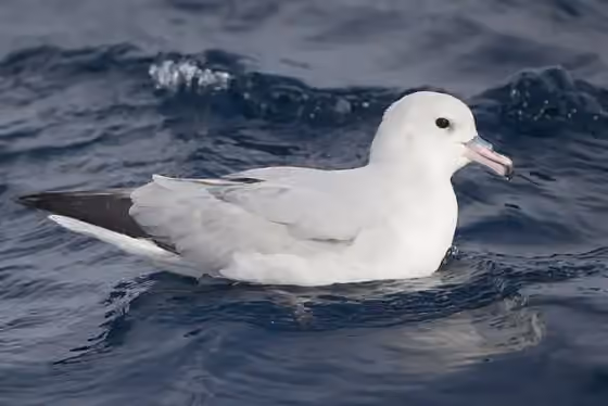 Dokumentasi Fulmarus glacialoides