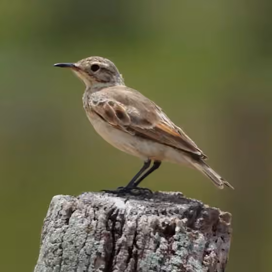 Dokumentasi Geositta cunicularia