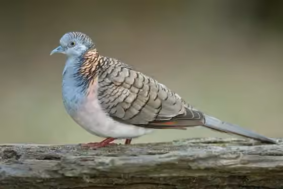 Dokumentasi Geopelia humeralis
