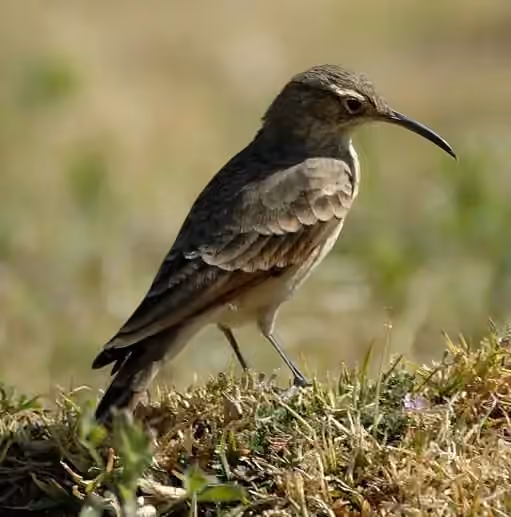 Dokumentasi Geositta tenuirostris