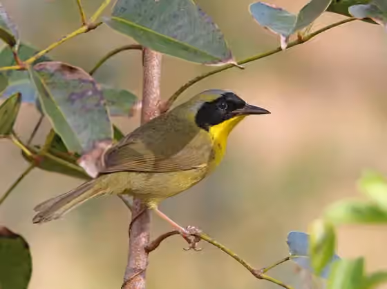 Dokumentasi Geothlypis rostrata