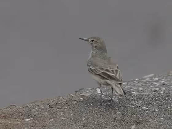 Dokumentasi Geositta peruviana