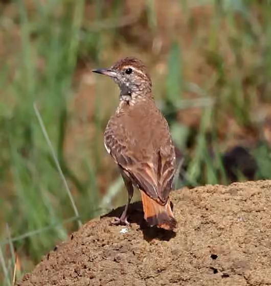 Dokumentasi Geositta poeciloptera