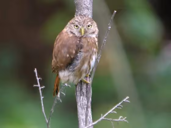 Dokumentasi Glaucidium peruanum