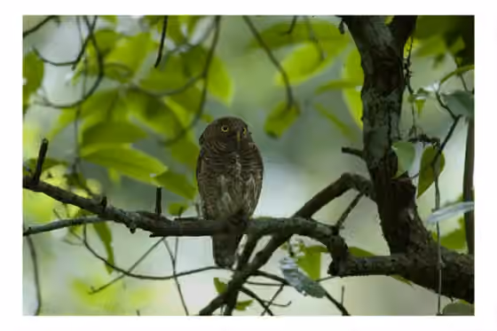 Dokumentasi Glaucidium cuculoides