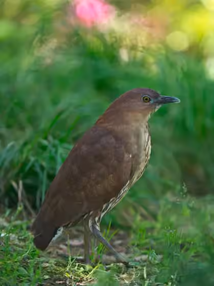Dokumentasi Gorsachius goisagi