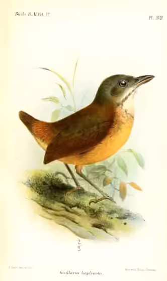 Ilustrasi Grallaria haplonota