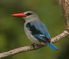 Dokumentasi Halcyon senegaloides