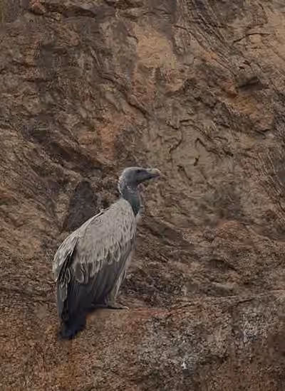 Dokumentasi Gyps indicus