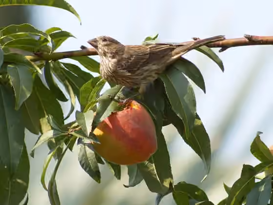 Dokumentasi Haemorhous mexicanus
