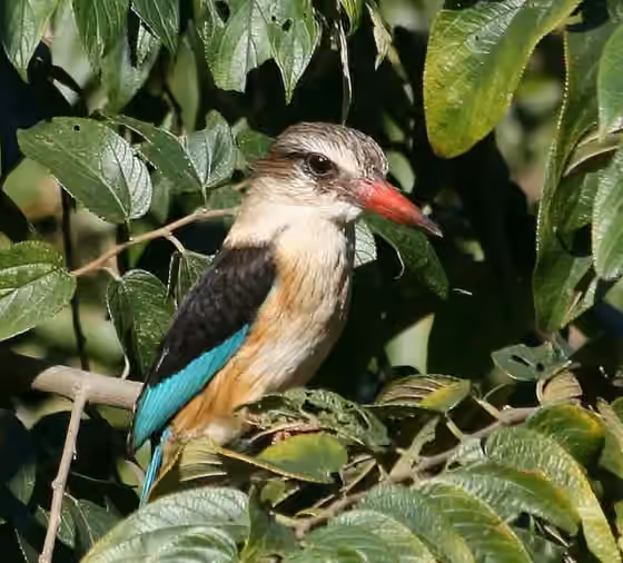Dokumentasi Halcyon albiventris