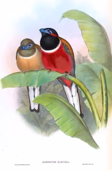 Ilustrasi Harpactes kasumba