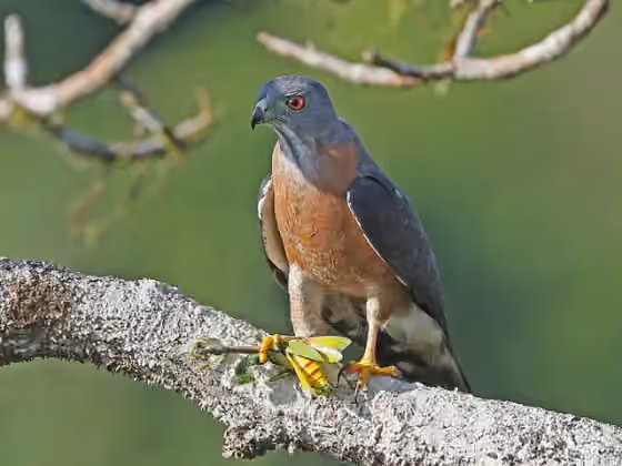 Dokumentasi Harpagus bidentatus