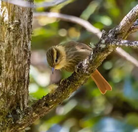 Dokumentasi Heliobletus contaminatus