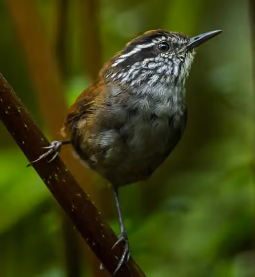 Dokumentasi Henicorhina negreti