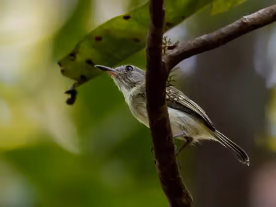 Dokumentasi Hemitriccus inornatus