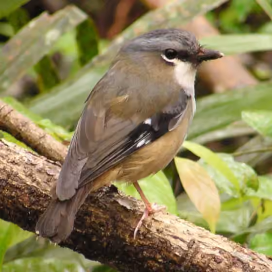 Dokumentasi Heteromyias albispecularis