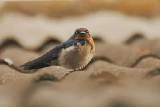 Dokumentasi Hirundo angolensis