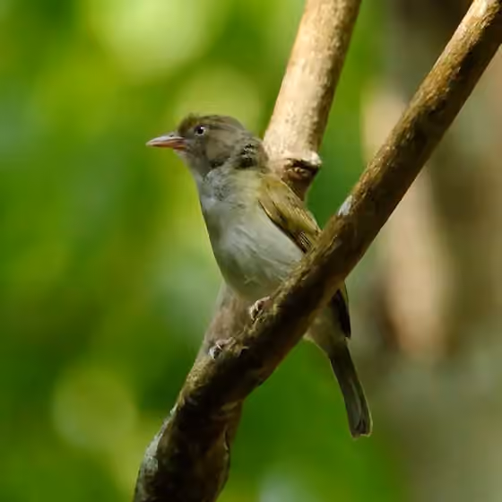 Dokumentasi Hylophilus semicinereus
