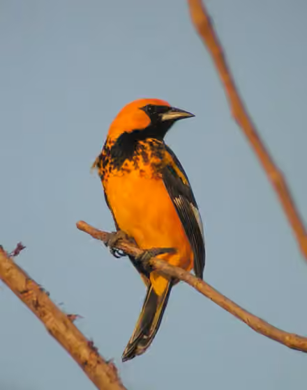 Dokumentasi Icterus pectoralis