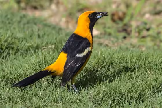 Dokumentasi Icterus cucullatus