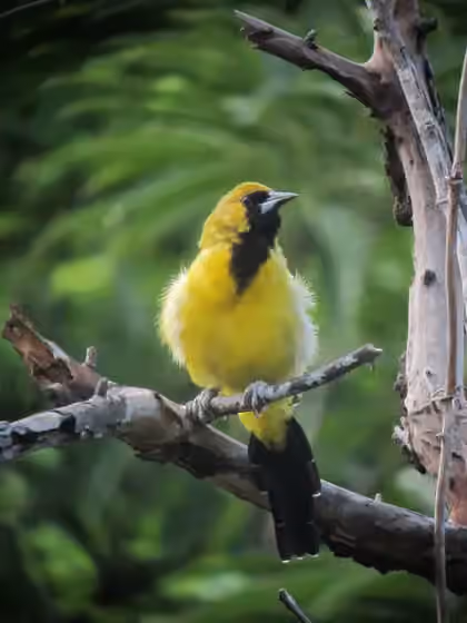 Dokumentasi Icterus leucopteryx