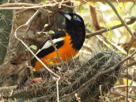 Dokumentasi Icterus icterus