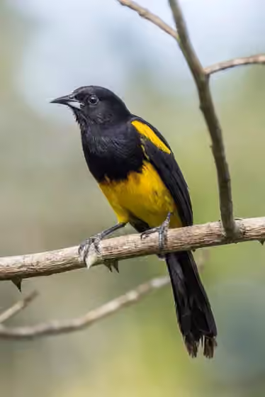 Dokumentasi Icterus prosthemelas