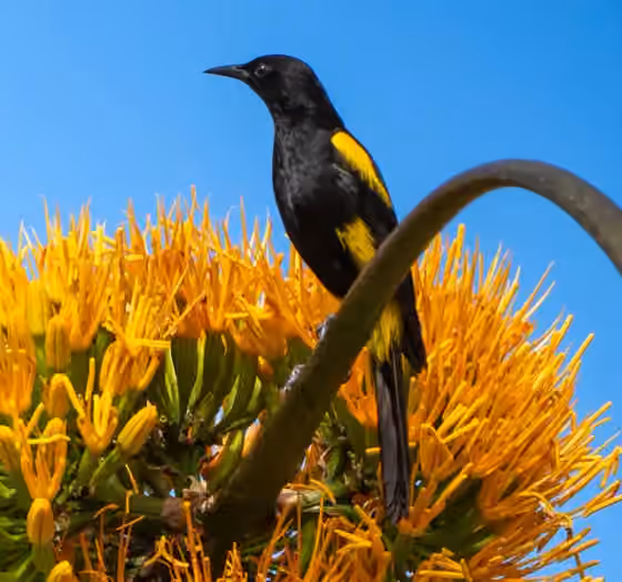 Dokumentasi Icterus dominicensis
