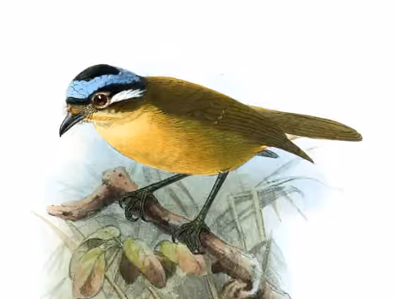 Ilustrasi Ifrita kowaldi