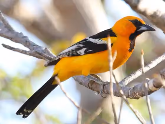 Dokumentasi Icterus pustulatus