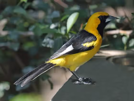Dokumentasi Icterus graceannae