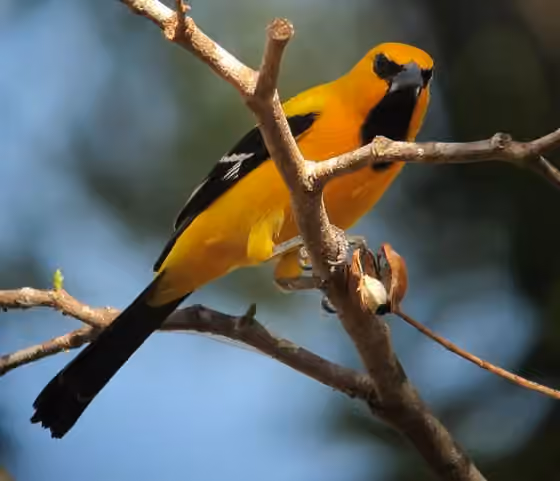 Dokumentasi Icterus nigrogularis